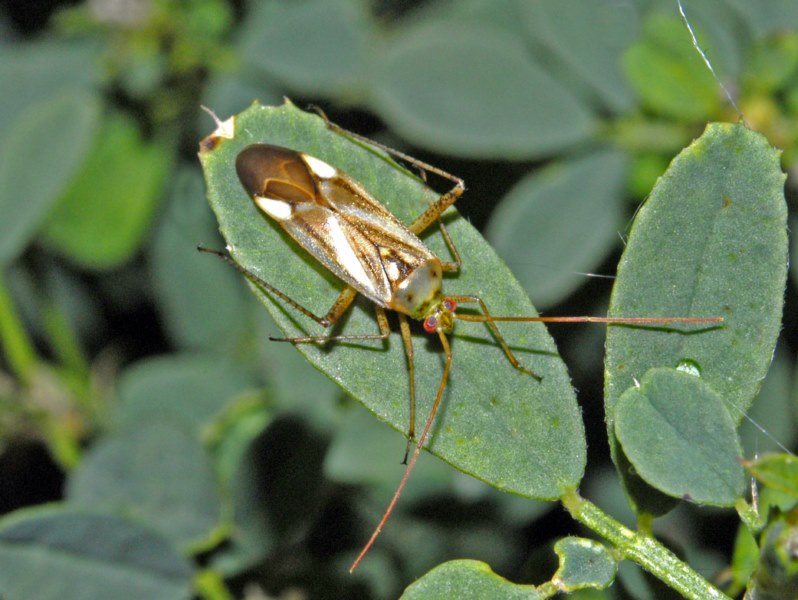 Miridae: Adelphocoris lineolatus